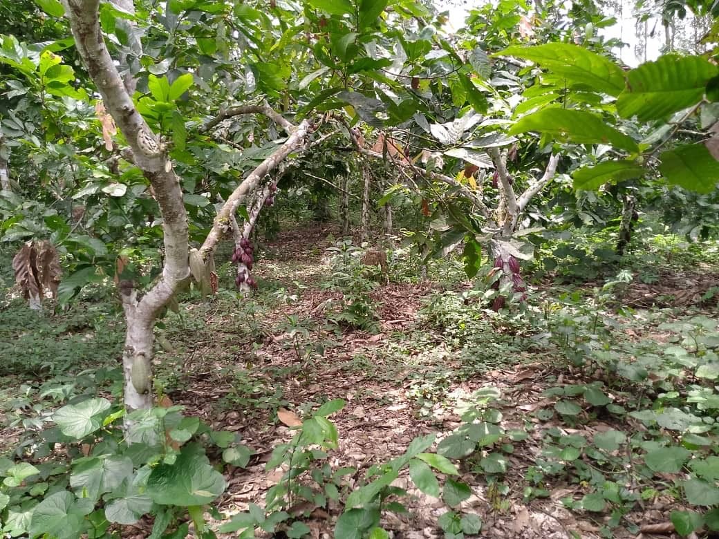 Mature cacao trees under shade
