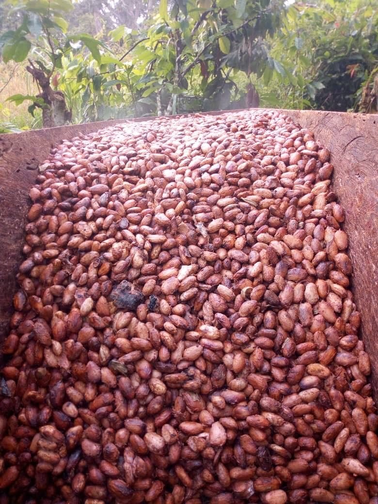 Pod breaking and wet bean sorting